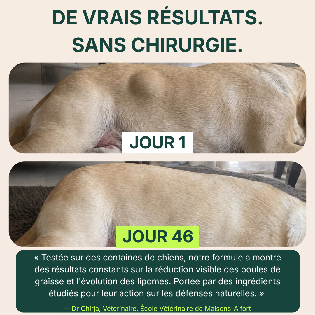 Cure Immunité Probiotique+
