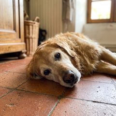 Golden retriever senior