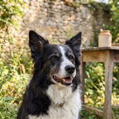 Luna, border collie de 9 ans